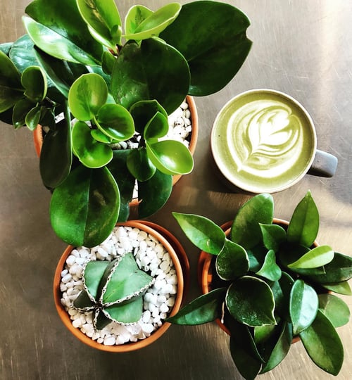 A bird's eye view of some potted plants and a cup of coffee