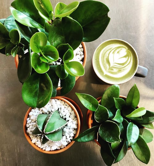 A bird's eye view of some potted plants and a cup of coffee