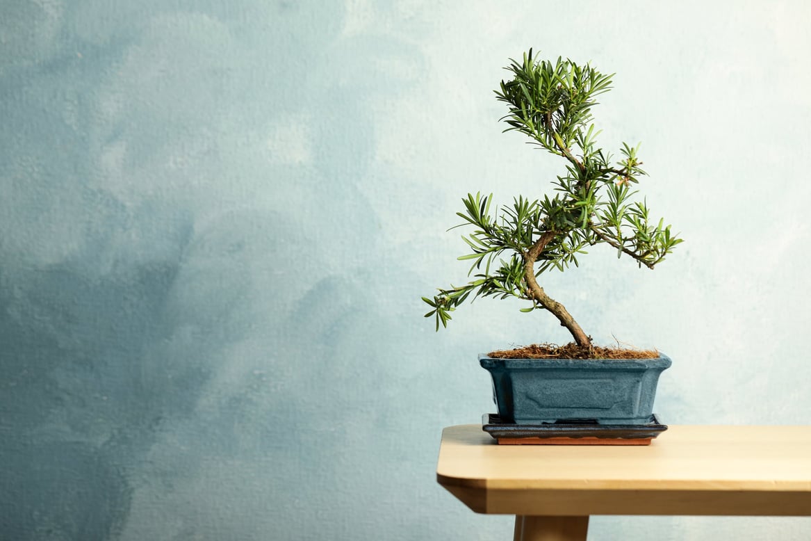What Bonsai Trees and Wildflowers Teach us about Personalized Learning