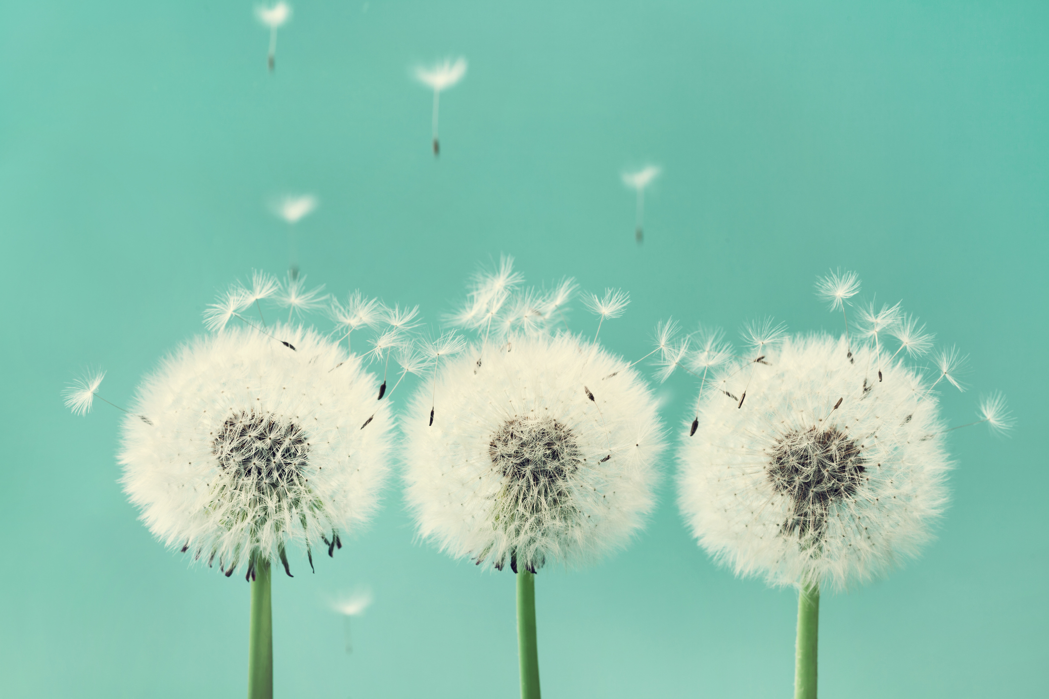 3 dandelion flowers