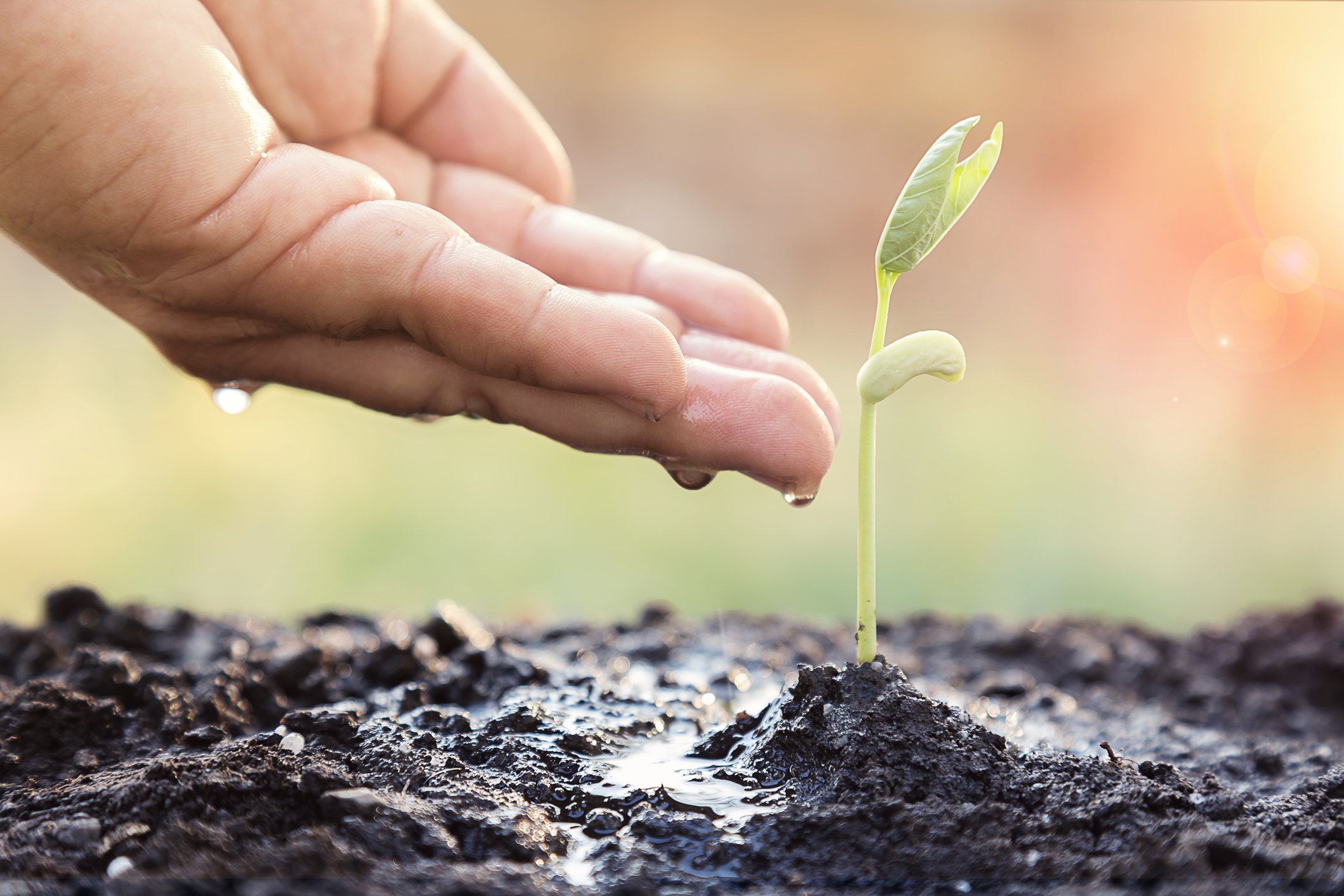 hand watering sprout